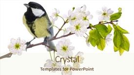  Presentation with gifs falling cherry blossoms - PPT layouts enhanced with tits - great tit on cherry tree background and a cream colored foreground