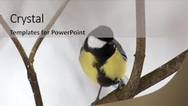  Presentation with winter road and branch - Amazing slide set having tits - great tit on tree branch backdrop and a  colored foreground