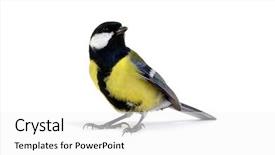  Presentation with grey black white brick - Cool new PPT theme with tits - great tit parus major isolated backdrop and a white colored foreground