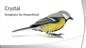  Presentation with grey black white brick - Slide set having tits - great tit parus major isolated background and a white colored foreground