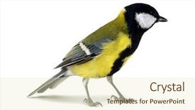  Presentation with grey black white brick - Beautiful PPT theme featuring tits - great tit parus major isolated backdrop and a soft green colored foreground