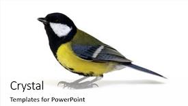  Presentation with great britain painted - Amazing presentation design having tits - great tit parus major isolated backdrop and a white colored foreground