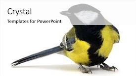  Presentation with grey black white brick - PPT theme consisting of tits - great tit parus major isolated background and a white colored foreground