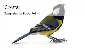  Presentation with statue of aristotle a great - Presentation design with tits - great tit parus major isolated background and a white colored foreground