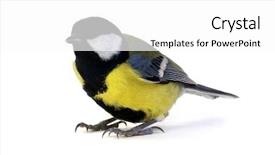  Presentation with alexander the great - Amazing presentation design having tits - great tit parus major isolated backdrop and a white colored foreground