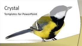  Presentation with grey black white brick - PPT layouts consisting of tits - great tit parus major isolated background and a white colored foreground