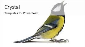  Presentation with grey black white brick - Beautiful slide deck featuring tits - great tit parus major isolated backdrop and a white colored foreground