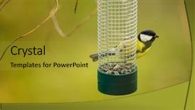  Presentation with part time job during studies - PPT layouts enhanced with tits - great tit parus major background and a gold colored foreground