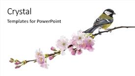  Presentation with branch - PPT theme featuring tits - great tit perched background and a white colored foreground