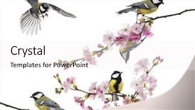  Presentation with branch - Cool new PPT layouts with tits - group of great tit perched backdrop and a white colored foreground
