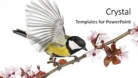  Presentation with branch - Theme having tits - male great tit taking off background and a white colored foreground