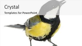  Presentation with great gatsby - PPT layouts with tits - male great tit tweeting parus background and a white colored foreground