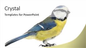  Presentation with blue - Cool new slides with tits - side view of a blue backdrop and a white colored foreground