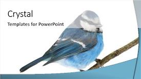  Presentation with colored - PPT theme with tits - small blue colored tit isolated background and a  colored foreground