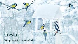  Presentation with birds - Colorful theme enhanced with tits - tit and woodpecker birds backdrop and a sky blue colored foreground