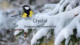  Presentation with spruce - Audience pleasing PPT layouts consisting of tits - tit sitting on spruce branches backdrop and a light blue colored foreground