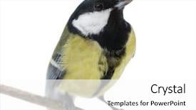  Presentation with abstract yellow gold and white - PPT layouts featuring tits - yellow great tit isolated background and a white colored foreground