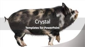  Presentation with pig - Amazing presentation theme having tle - kounini pig in front backdrop and a dark gray colored foreground