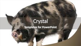  Presentation with pig - PPT theme with tle - kounini pig in front background and a dark gray colored foreground