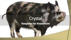  Presentation with pig - Cool new presentation design with tle - kounini pig in front backdrop and a dark gray colored foreground