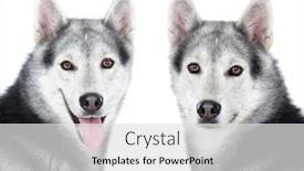  Presentation with husky - Colorful presentation theme enhanced with tlwo-equal-husky-siberian-dogs backdrop and a light gray colored foreground