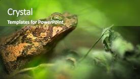  Presentation with tropical rainforest - PPT theme having toad in the amazon rain forest small frog rhinella typhonius in the tropical rain forest amphibian species lives in the rainforest of peru bolivia brazil ecuador colombia background and a tawny brown colored foreground