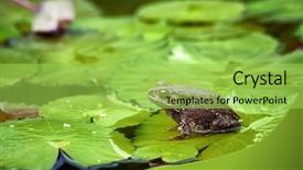  Presentation with frog - Colorful presentation theme enhanced with toad on a lily backdrop and a yellow colored foreground