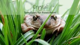  Presentation with grass - Slide set featuring toad-sitting-on-the-grass background and a mint green colored foreground