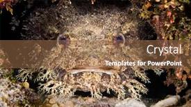  Presentation with corral reef - Cool new theme with toadfish-in-a-crevice backdrop and a tawny brown colored foreground