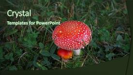  Presentation with growing - Presentation design consisting of hallucinogen - toadstool growing in the forest background and a tawny brown colored foreground