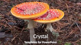  Presentation with needles - Colorful slide deck enhanced with toadstool mushroom in needles backdrop and a tawny brown colored foreground