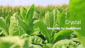 Presentation with tobacco - Colorful presentation theme enhanced with tobacco-big-leaf-crops-growing backdrop and a tawny brown colored foreground