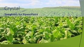  Presentation with tobacco - Beautiful presentation theme featuring tobacco-big-leaf-crops-growing backdrop and a sky blue colored foreground