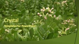  Presentation with tobacco - Beautiful theme featuring tobacco cultivation plants flowers field backdrop and a tawny brown colored foreground