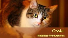  Presentation with cat - Theme having tobacco field - fatty spotted cat resting shallow background and a tawny brown colored foreground