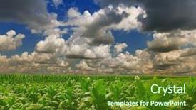  Presentation with tobacco - Presentation theme with tobacco field and clouds background and a tawny brown colored foreground