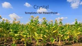  Presentation with tobacco - Presentation consisting of tobacco green leafs background and a light blue colored foreground