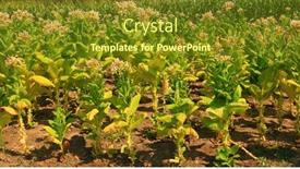  Presentation with tobacco - Presentation theme enhanced with tobacco green leafs background and a tawny brown colored foreground