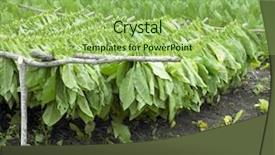  Presentation with tobacco - Presentation theme with tobacco harvest ciego de avila background and a mint green colored foreground