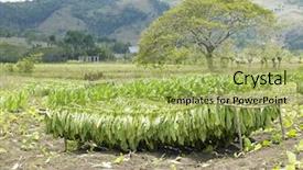  Presentation with tobacco - Audience pleasing slides consisting of tobacco harvest ciego de avila backdrop and a yellow colored foreground