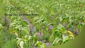  Presentation with tobacco - Audience pleasing PPT layouts consisting of tobacco-leaf-crops-growing backdrop and a seafoam green colored foreground