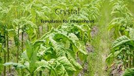  Presentation with tobacco - Audience pleasing slide set consisting of tobacco-leaf-crops-growing backdrop and a yellow colored foreground