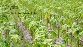  Presentation with tobacco - Cool new PPT theme with tobacco-leaf-crops-growing backdrop and a yellow colored foreground