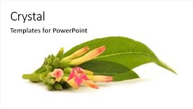  Presentation with tobacco - Amazing presentation theme having tobacco plant flower leaves backdrop and a white colored foreground