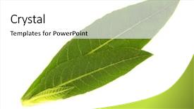  Presentation with tobacco - Colorful presentation enhanced with tobacco plant leaves backdrop and a white colored foreground