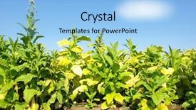  Presentation with tobacco - PPT theme enhanced with squirrel sits on tree trunk against blurred green foliage background background and a gray colored foreground