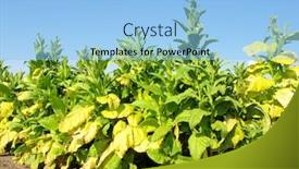  Presentation with tobacco - Amazing slide set having tobacco plantation backdrop and a light blue colored foreground