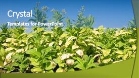  Presentation with tobacco - Slides consisting of tobacco plantation background and a teal colored foreground