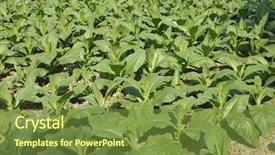  Presentation with tobacco - Beautiful presentation featuring tobacco plants growing in field backdrop and a  colored foreground