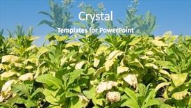  Presentation with tobacco - Amazing slide deck having tobacco plants backdrop and a teal colored foreground